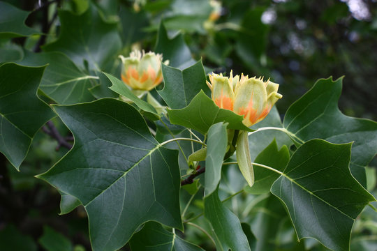 Liriodendron flowers./Summer.The liriodendron blossoms.Flowers tulip tree rare and unusual.
