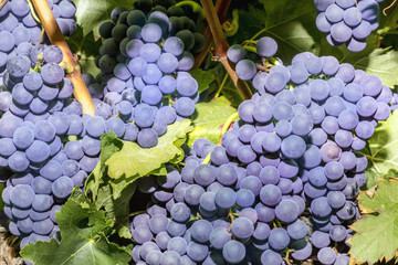 Wine grapes in a vineyard before autumn harvest