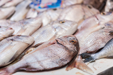 Freshly caught fish and other seafood for sale on a counter at a vintage European fish market. Malaga, Spain.
