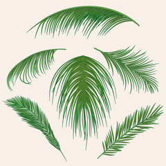 Vector palm leaves, jungle leaf set isolated on white background. Tropical botanical illustrations, green foliage, floral elements.