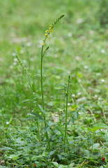 Blooming common agrimony, Agrimonia eupatoria