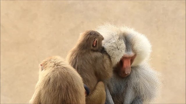 Baboons (Papio hamadryas) taking care of each other
