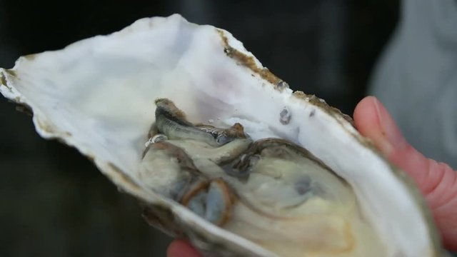 Lemon juice is poured on a large oyster in human hands
