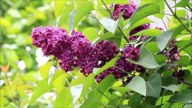 lilac branch in the garden
