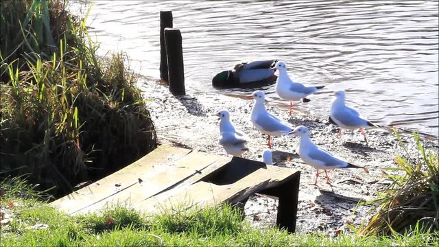 seagulls at a river bank
 
