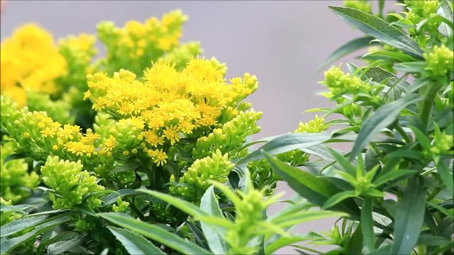 yellow goldenrod flower in the nature,  solidago virgaurea 
