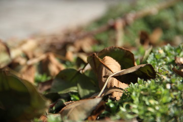 Experience the garden