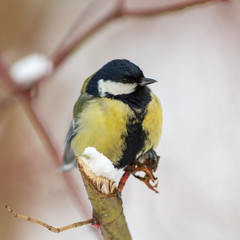 titmouse in winter