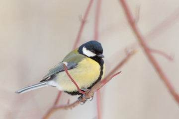 Naklejka premium Portrait of a titmouse