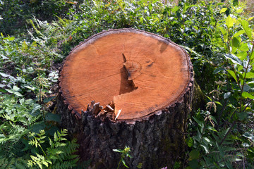 fresh oak stump in green spring forest