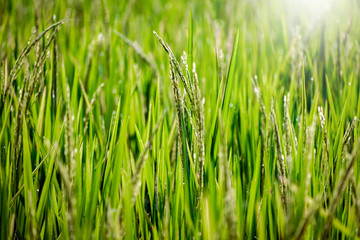Close up rice plant on rice field, full frame.