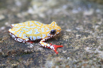 Painted Reed Frog or Spoted Tree Frog (Hyperolius viridiflavus) in Zambia