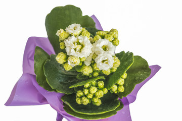 Цветы каланхоэ