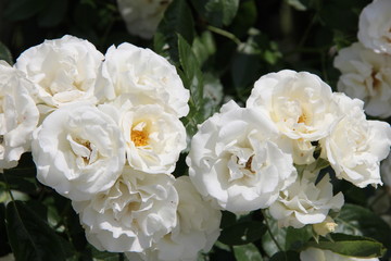 白薔薇(山形県)
