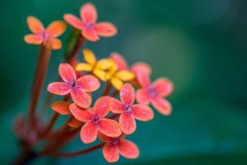 Close up of plant with a group of small petelled flowers red orange, with depth of field.