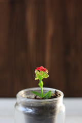 red flower of kalanchoe - small home plant