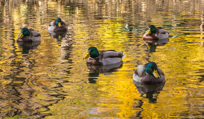 Male mallard ducks on water