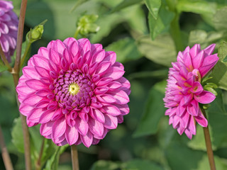 Dahlien, Dahlias