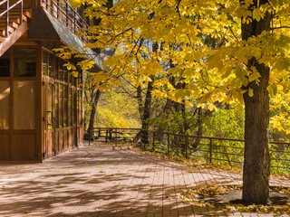 autumn yellow tree in the front yard