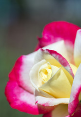 Fototapeta na wymiar orange and red rose flower close-up