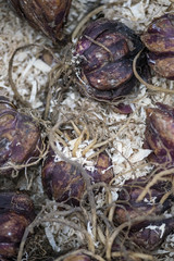 Box of lily lilium regale bulbs ready to be planted in Spring