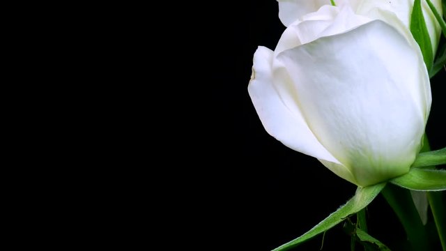 Time-lapse of white roses blooming. Studio shot over black.