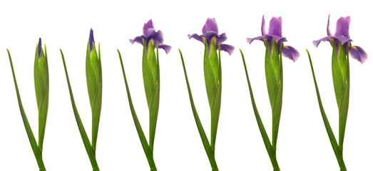 Iris Flower Series