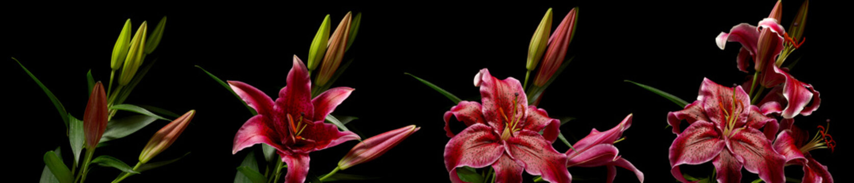 Fototapeta Stargazer Lily Flower Series