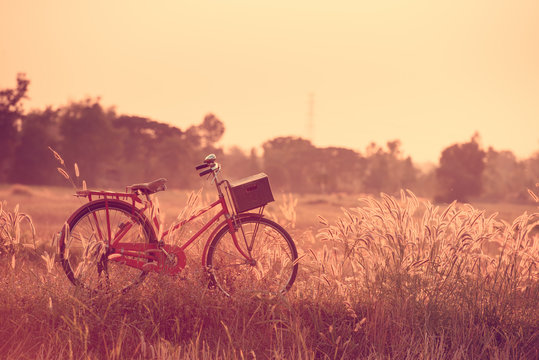 Landscape picture Vintage Bicycle with Summer grass field at sunset ; vintage filter style.classic bicycle,old bicycle style for greeting Cards ,post card