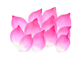 Lotus petal isolate on white background