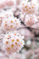 Naklejka premium Soft tone of sakura or cherry blossom flower full bloom in spring season.
