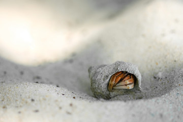 Hermit crab on sand beach. Summer holiday relax background with copy space.