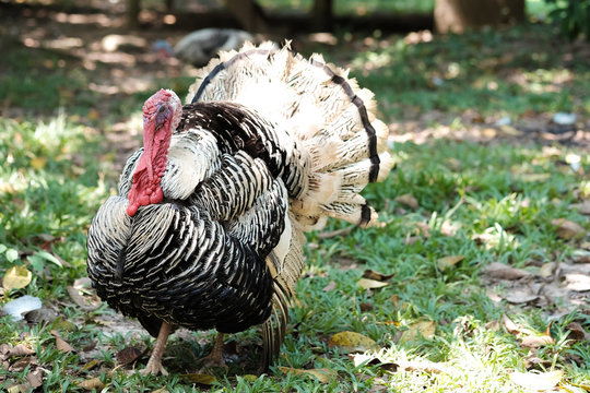 Turkey chicken in grass field.
