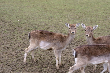 Obraz premium Rotwild