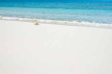 Small wild crab on clear sky over sea beach. Summer holiday relax background with copy space.