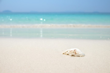 Fototapeta na wymiar Sea shell on wave blue sea sand beach. Summer holiday background with copy space.