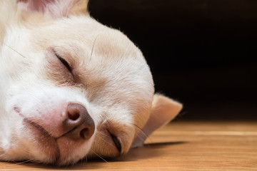 Sleepy cute chihuahua lay on floor. Short hair chihuahua dog. Male whit and brown color chihuahua puppy.