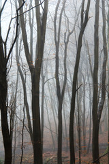 English woodland on a foggy misty morning