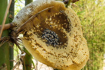 Bienenstock im Freien
