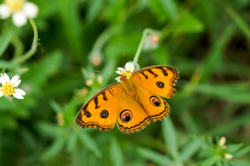 Closeup orange butterfly