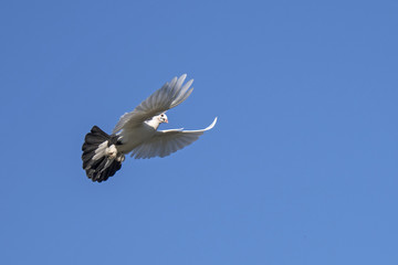 Brieftaube im Flug