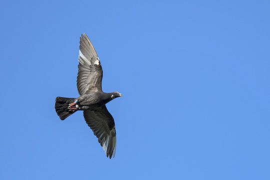 Brieftaube im Flug