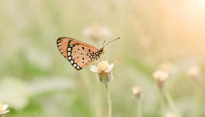 Closeup orange butterfly