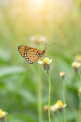 Closeup orange butterfly