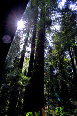 Sun shine in the redwoods