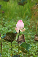 Pink Lotus flower