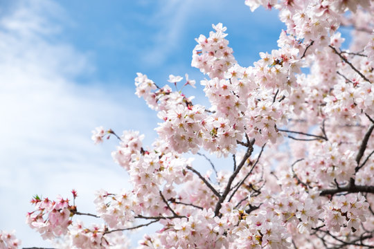 Sakura or cherry blossom flower full bloom in blue sky  spring season. Vintage filte.