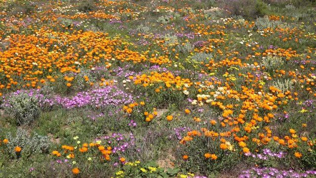 Brightly colored wild flowers waving in the wind, Namaqualand, Northern Cape, South Africa