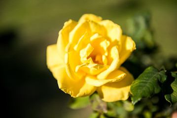 Yellow rose 