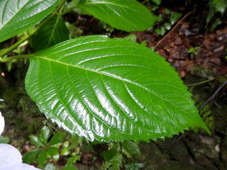 ツヤのあるアジサイの葉(宮城県)